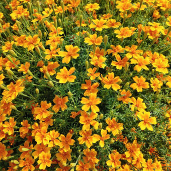 Marigold, Tangerine Gem (Organic)