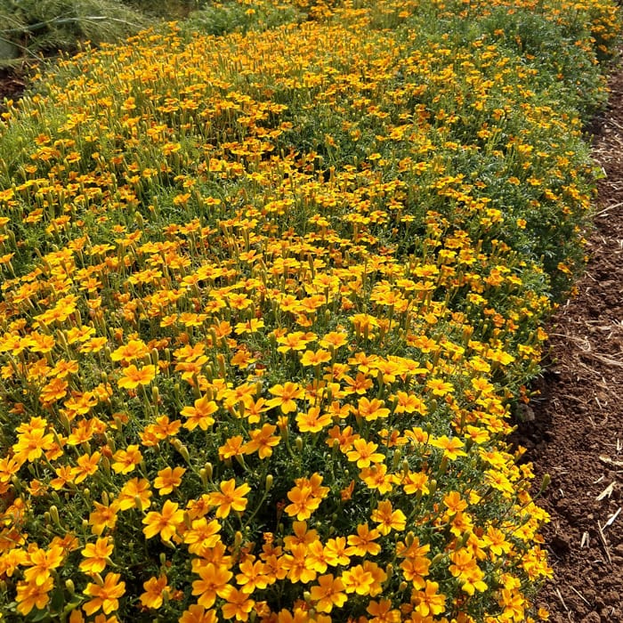 Marigold, Tangerine Gem (Organic) - Image 2