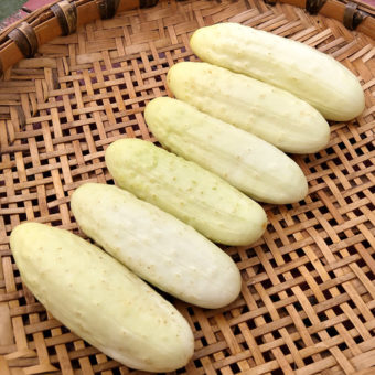 Cucumber, White Heron (Organic)