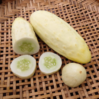 White Heron Cucumber