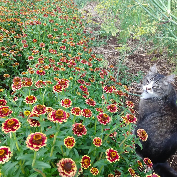 Zinnia, Aztec Burgundy Bicolor (Organic) - Image 2