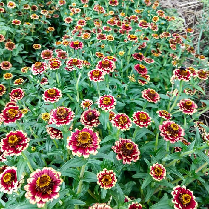 Zinnia, Aztec Burgundy Bicolor (Organic)