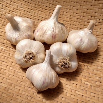 Polish White seed garlic bulbs