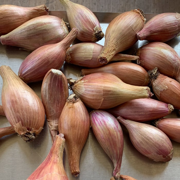 Long Bow Red Shallot Bulbs