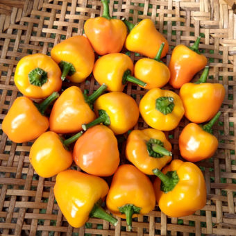 Organic Amish Yellow Stuffing Sweet Pepper Seed