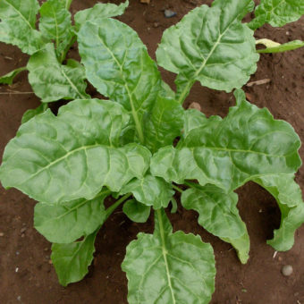 Organic Bietola a Costa Fine Chard Seed