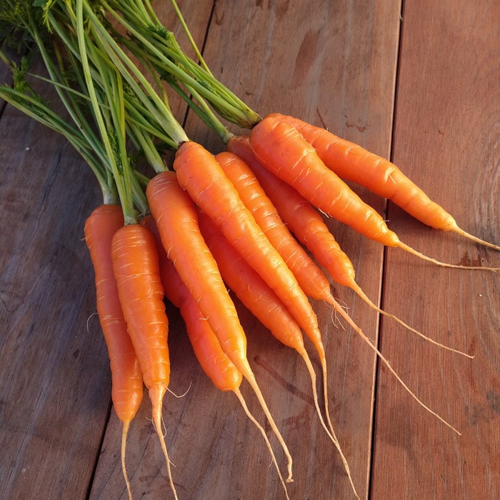 Organic Coral Carrot Seed