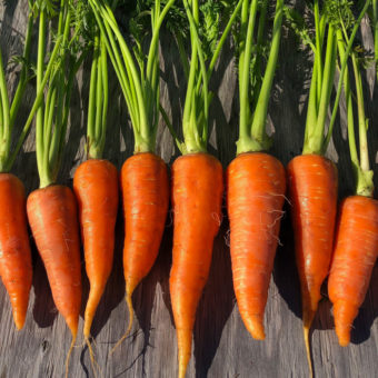 Danvers 126 Carrot Organic Danvers 126 Carrot Seed