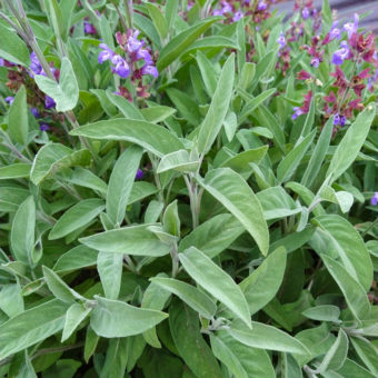 Organic Extrakta Sage Seed