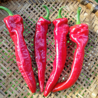 Organic Gernika Sweet Pepper seed