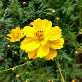 Organic Kenikir Cosmos seed