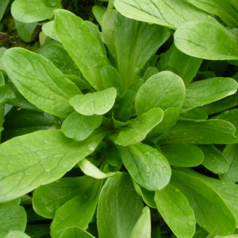 Organic Piedmont Corn Salad Seed