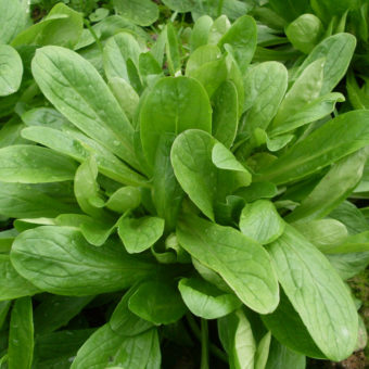 Piedmont Corn Salad Organic Piedmont Corn Salad Seed