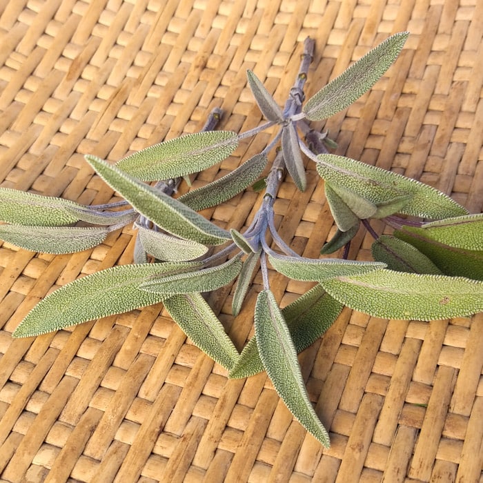 Organic Extrakta Culinary Sage seed