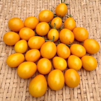Flaming Burst Tomato Organic Flaming Burst Tomato Seed