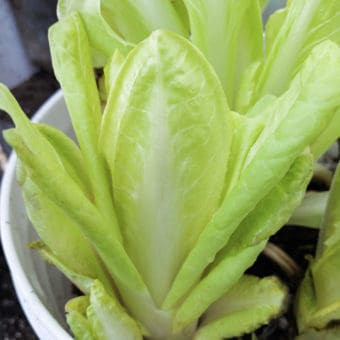 Chicory, Belgian Endive, Demi-Hative De Malines Organic Belgian Endive Demi-Hative De Malines seeds