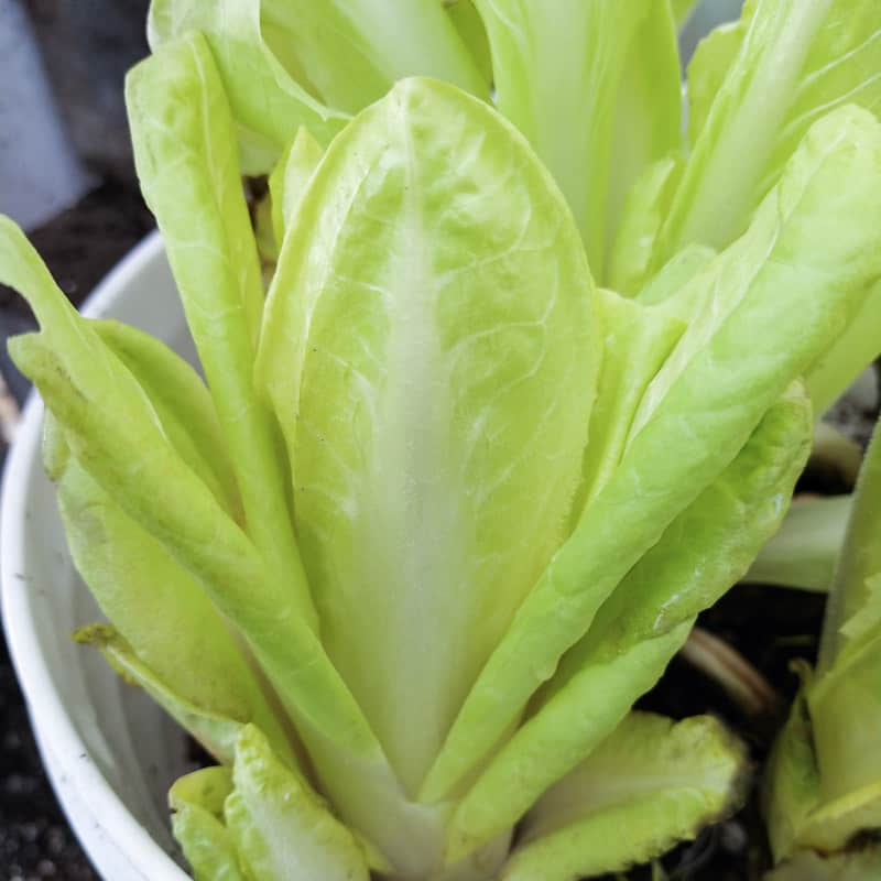 Organic Belgian Endive Demi-Hative De Malines seeds