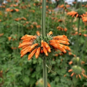 Organic Klip Dagga Lion's Ear seed