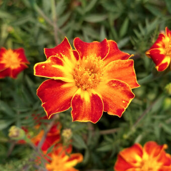 Organic Ildkongen Marigold seed