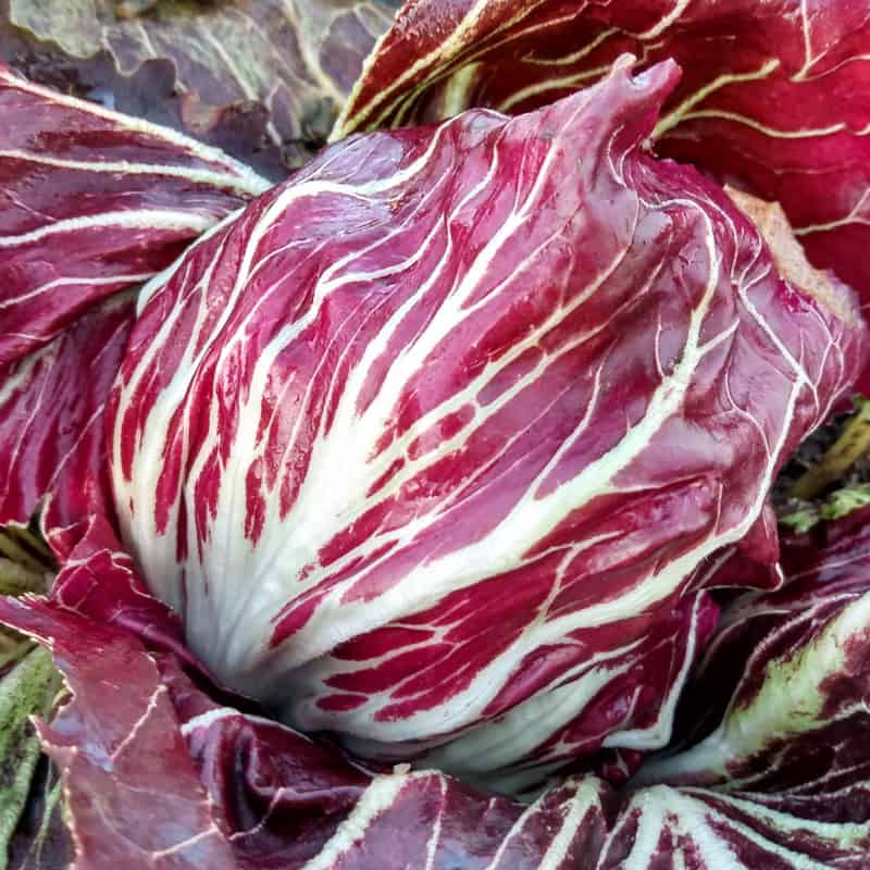 Organic Radicchio Palla Rossa Melot seeds