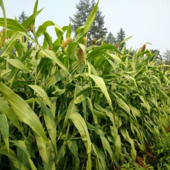 Organic Jalisco Sugar Cane Sorghum seed