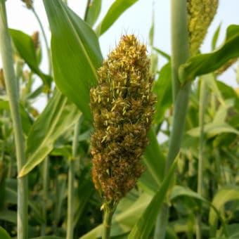 Jalisco Sugar Cane Sorghum