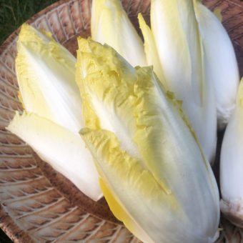 organic Demi-Hâtive de Malines Belgian endive seed
