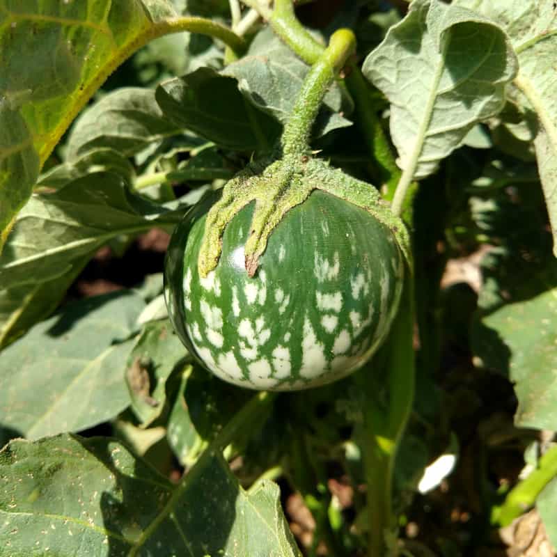 Organic Petch Siam Eggplant Seed