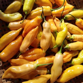 Organic Sugar Rush Peach Hot Pepper Seeds