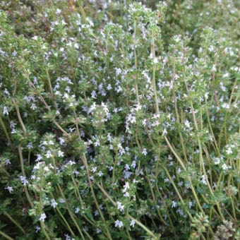Organic Verico 2 Thyme seed