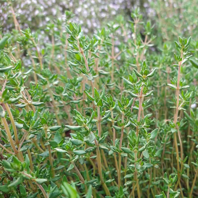 Organic Verico 2 Thyme seed