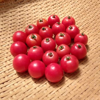 organic Rosita brandywine cherry tomato seed