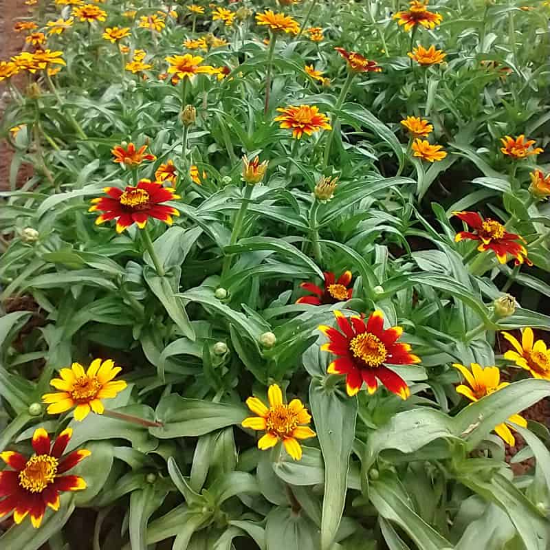 Organic Old Mexico Zinnia Seed
