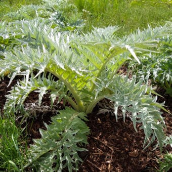 Organic Cardoon, Plein Blanc Inerme Blanco seed