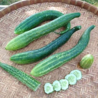 Jin Yang Cucumber Organic Jin Yang Cucumber