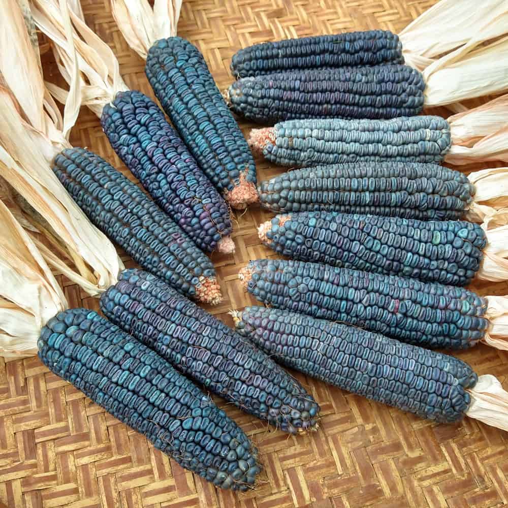 Organic Strubbe’s Blue Dent Corn seeds