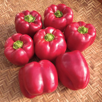 Organic Sweet Pepper Peace Bell seed