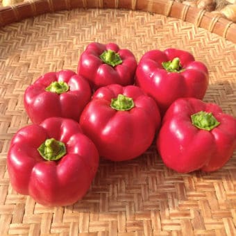 Organic Sweet Pepper Peace Bell seed