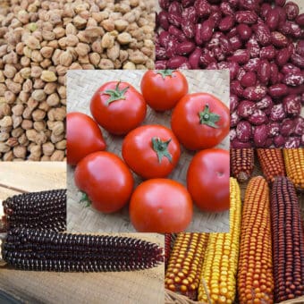 organic dry farm collection seed