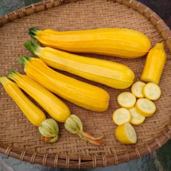 Organic Goldini 2 Zucchini seed