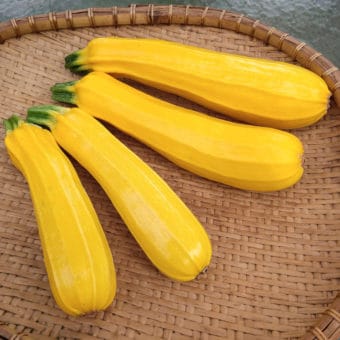 Goldini 2 Zucchini Organic Goldini 2 Zucchini seed