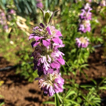 Lemon Bergamot Organic Lemon Bergamot Seeds