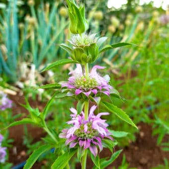 Organic Lemon Bergamot Seeds