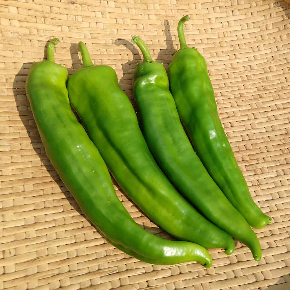 Hot Pepper, Sonora Anaheim (Organic)
