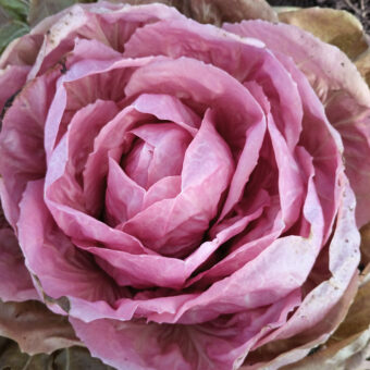 Chicory, Radicchio La Rosa del Veneto