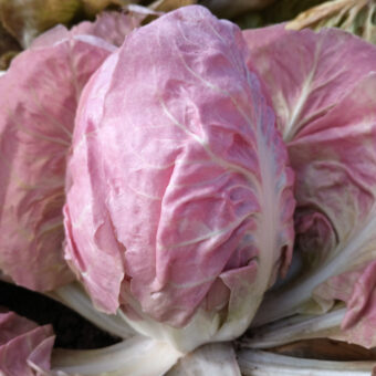 Organic Radicchio La Rosa del Veneto seed