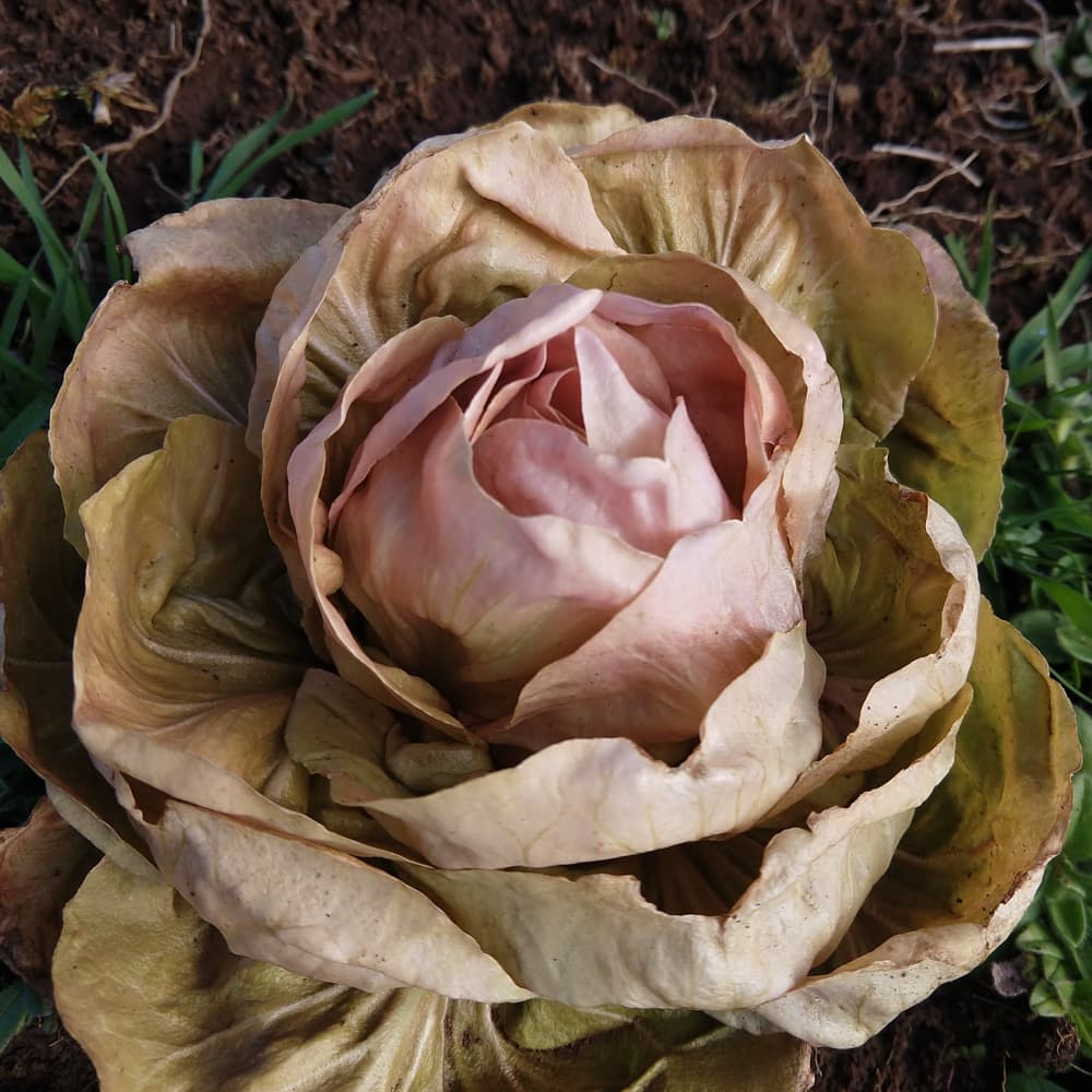 Organic Radicchio La Rosa del Veneto seed