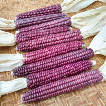 Organic Purple Mountains Flour Corn Seed