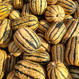 Organic Hessel Sugar Loaf Winter Squash Seed