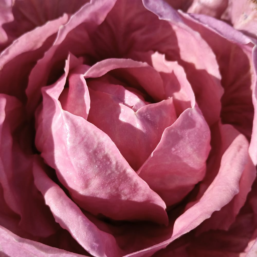 Organic Radicchio La Rosa del Veneto seed